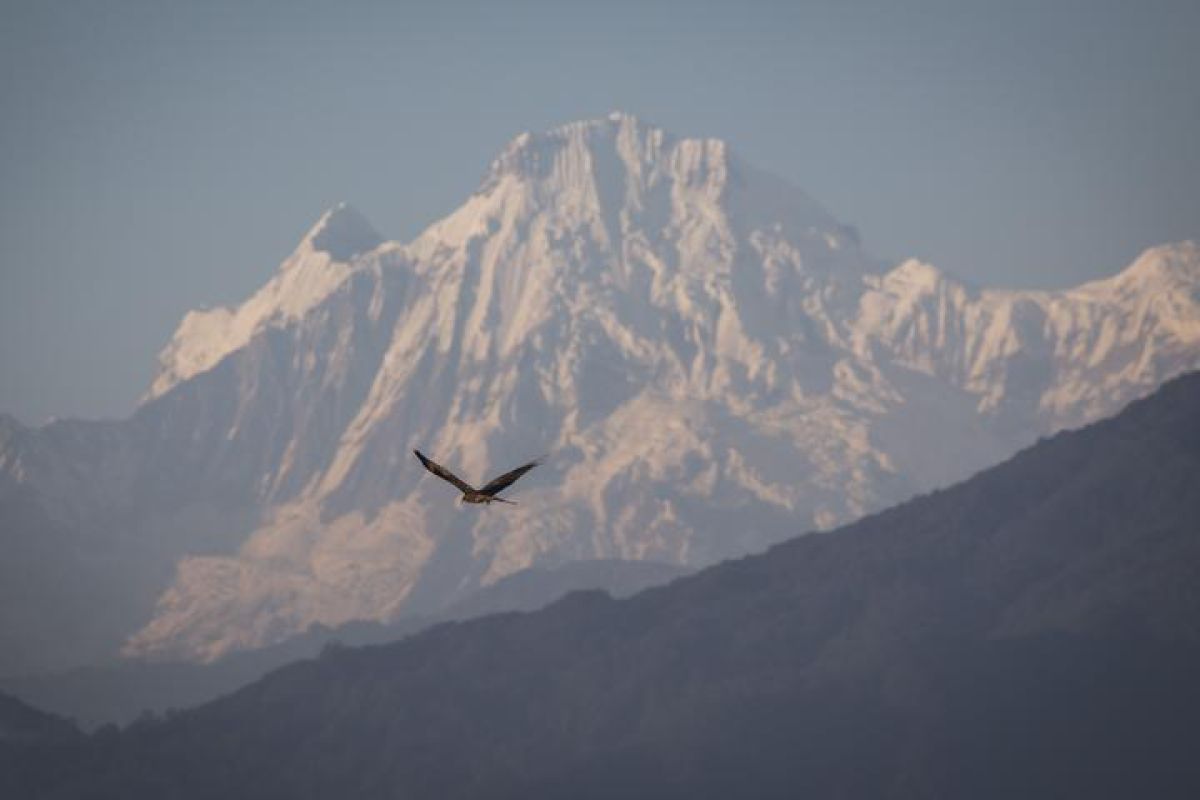 Nepal tetapkan babi hutan sebagai satwa liar perusak tanaman pertanian