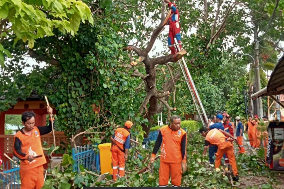Petugas evakuasi pohon waru tumbang di Pulau Untung Jawa