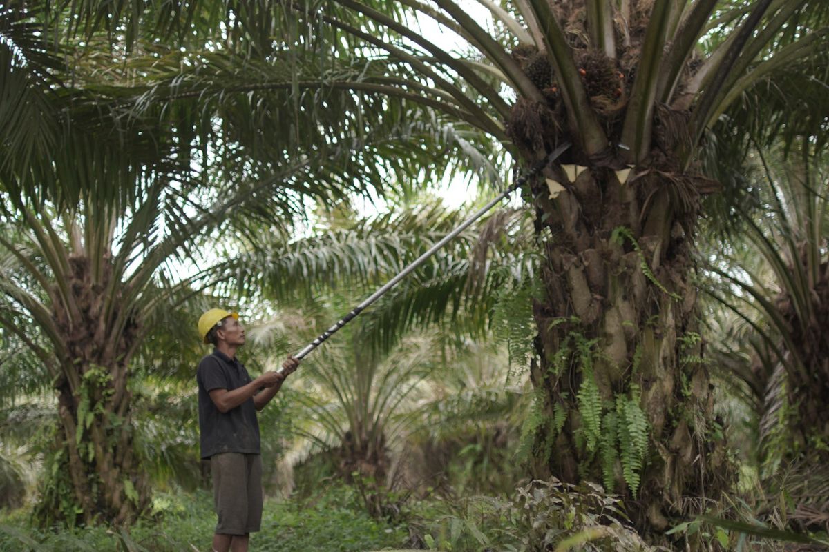 Hindari abai hak hukum rakyat, data sawit di kawasan hutan perlu dibaca utuh