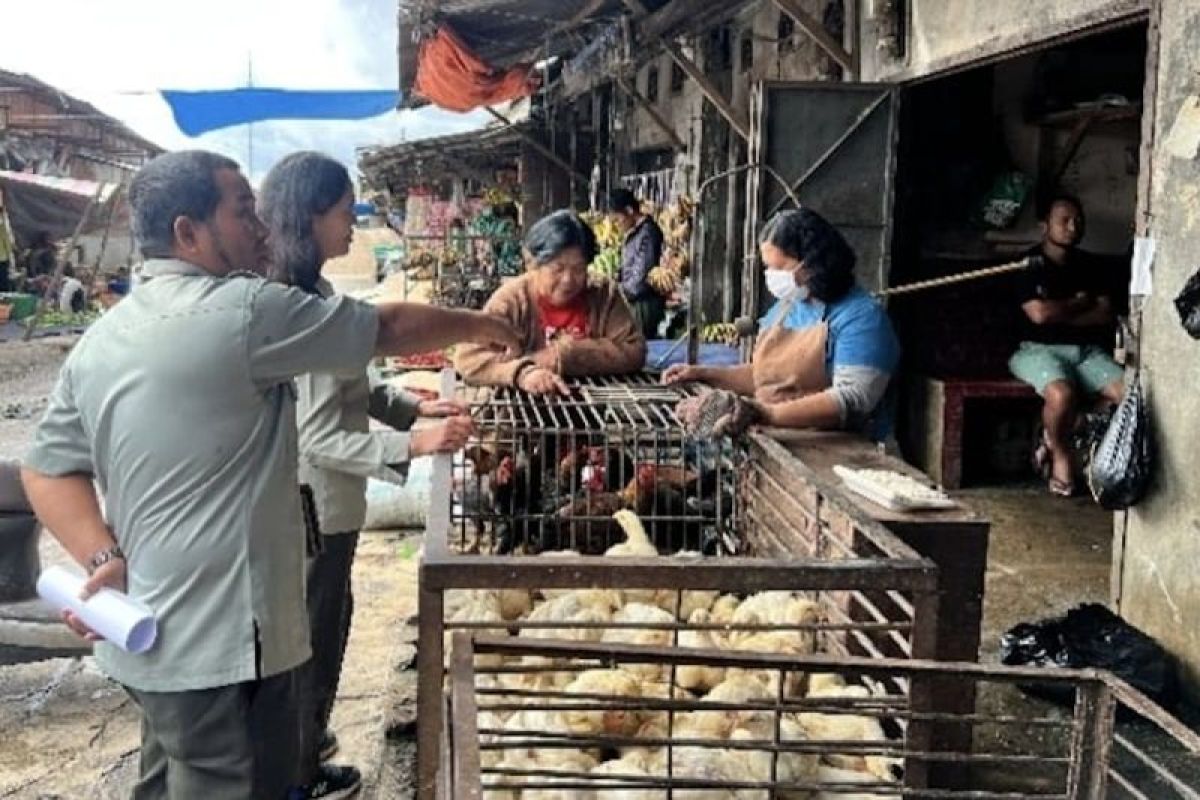 Kementan sebut harga daging ayam terkendali di Tapanuli Utara dan Toba