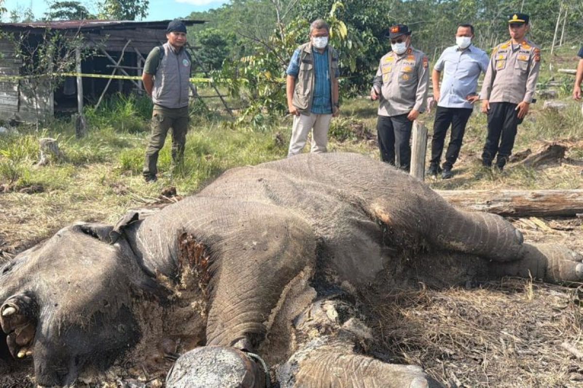 TNTN perketat patroli dan ajak berantas jerat satwa