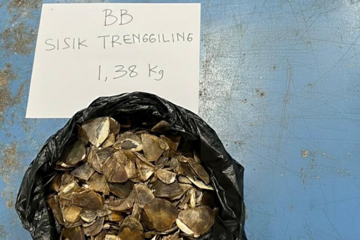 Govt thwarts 1.38 kg pangolin scale illegal trade in West Kalimantan