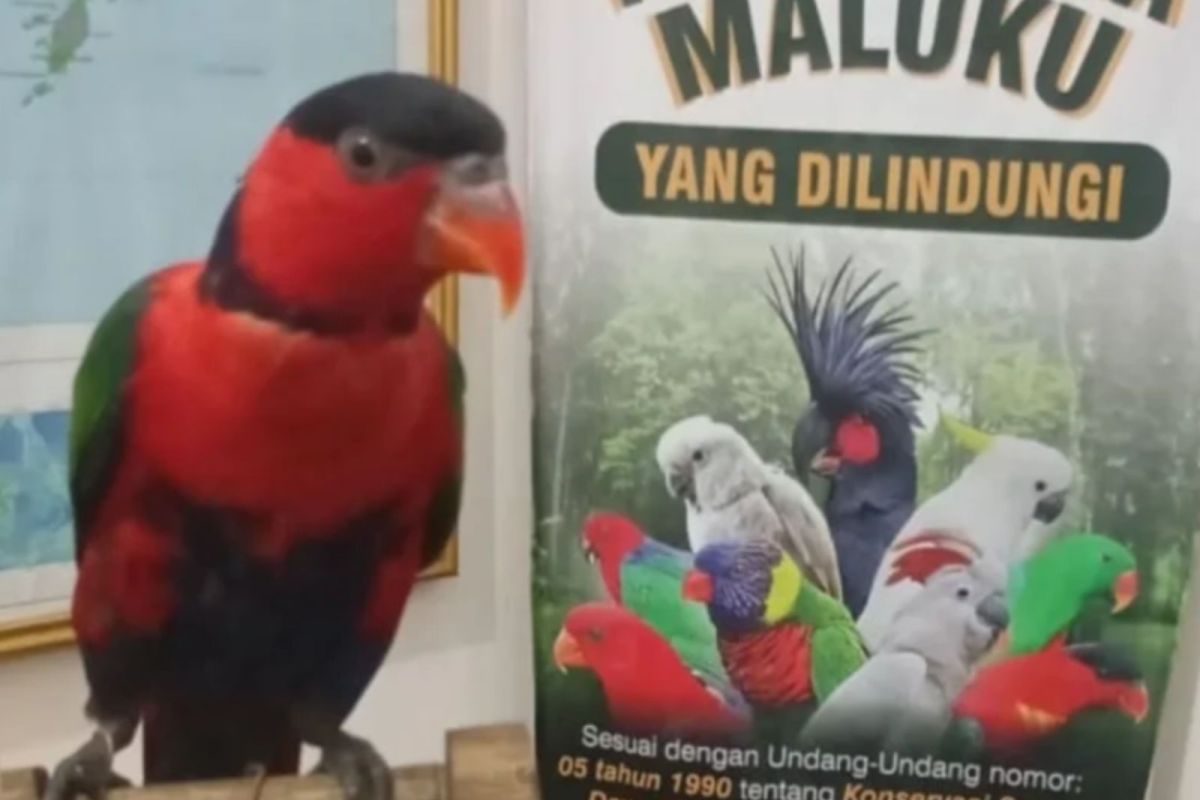 BKSDA Maluku amankan Nuri Kepala Hitam Papua tanpa pemilik di kapal