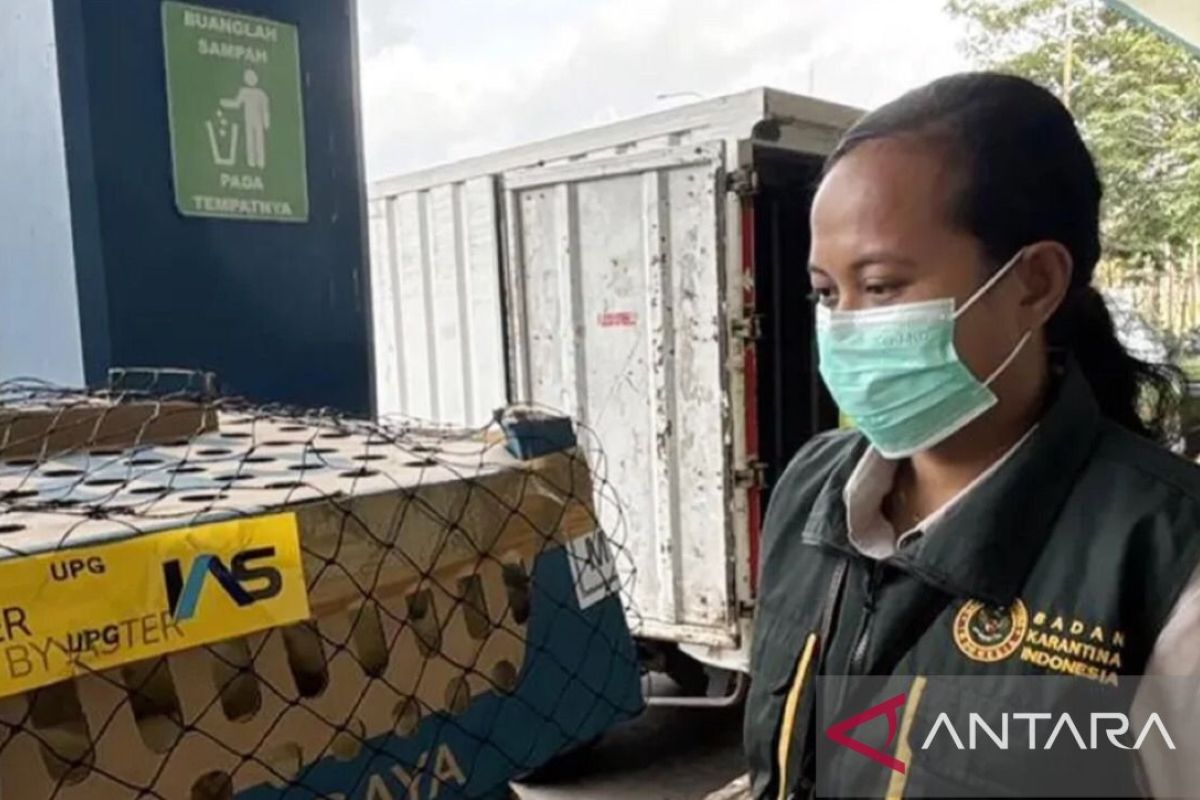 Ambil langkah preventif, BKHIT Maluku rapid test HPAI pada ayam deteksi dini virus flu burung