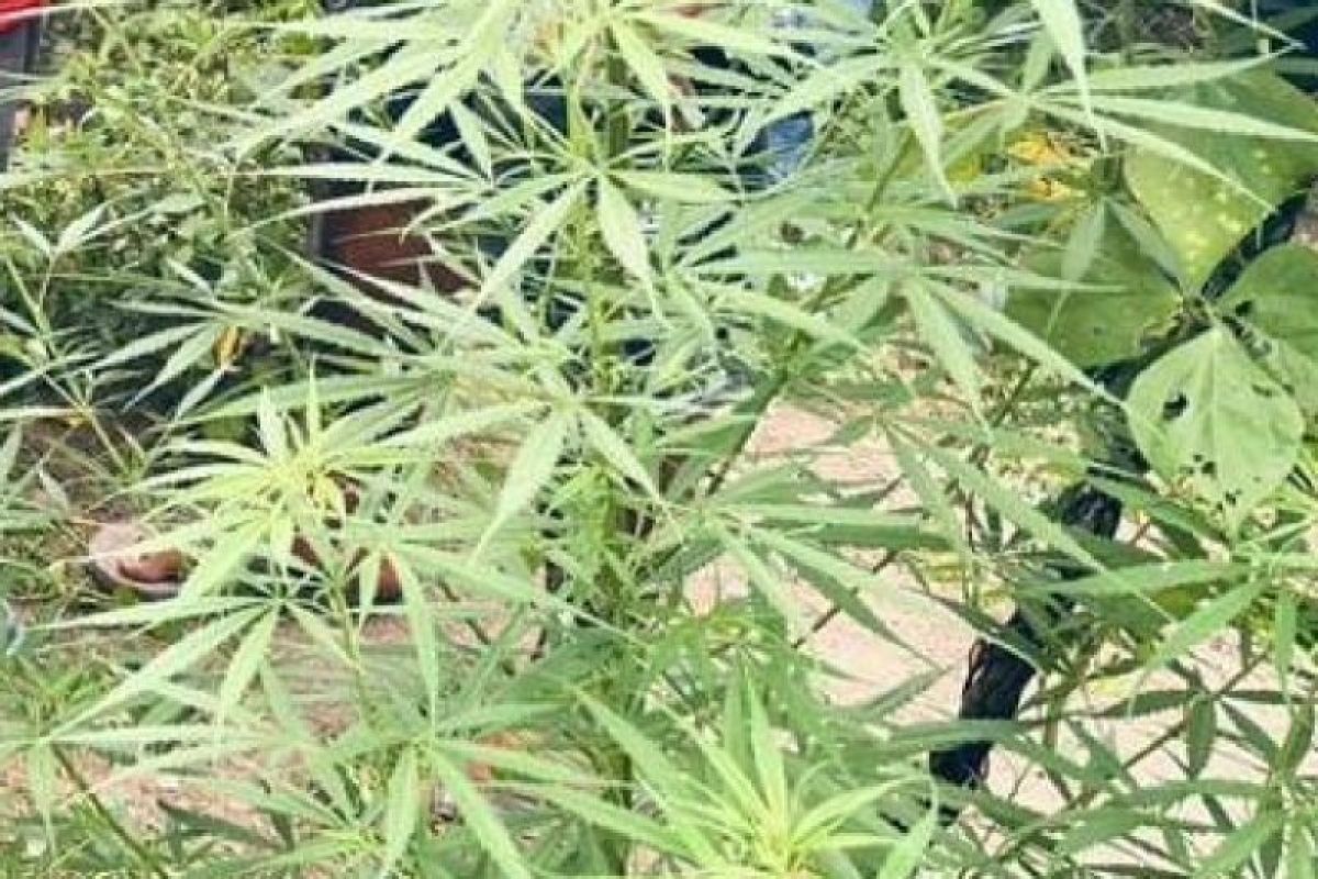 Polres Keerom amankan pemilik kebun ganja di Arso