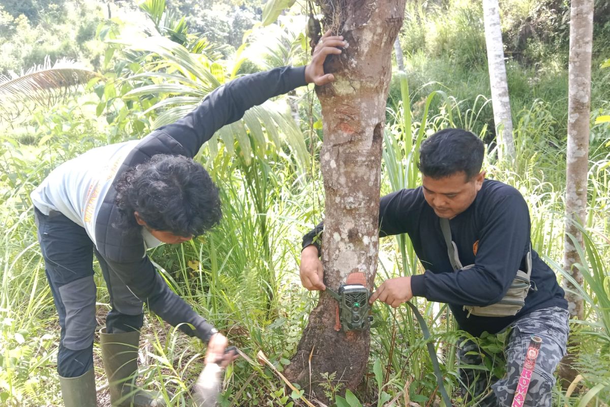 Ketika si raja rimba tunjukkan belangnya di Agam