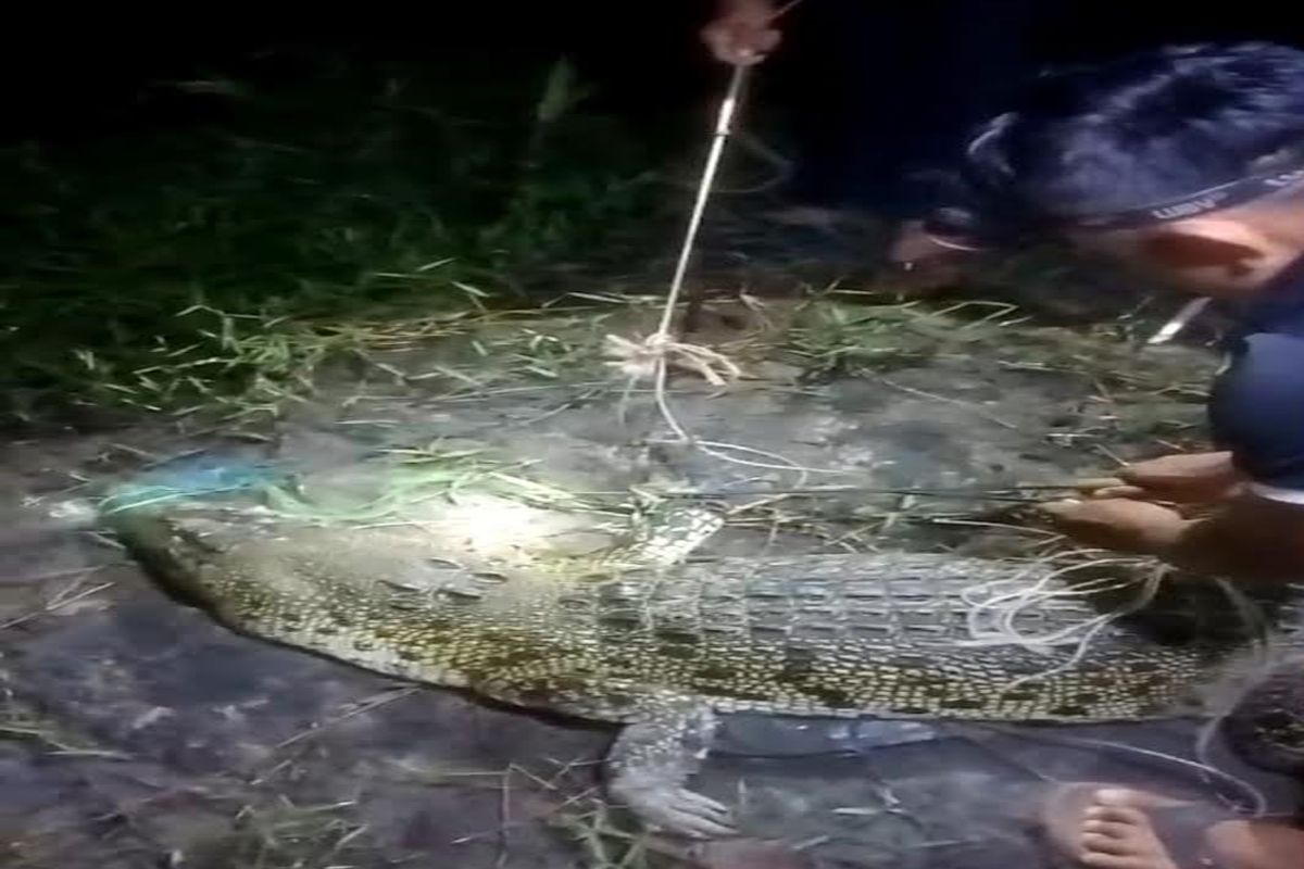 Lima hari terikat, Buaya di Ujung Pandaran akhirnya dilepaskan