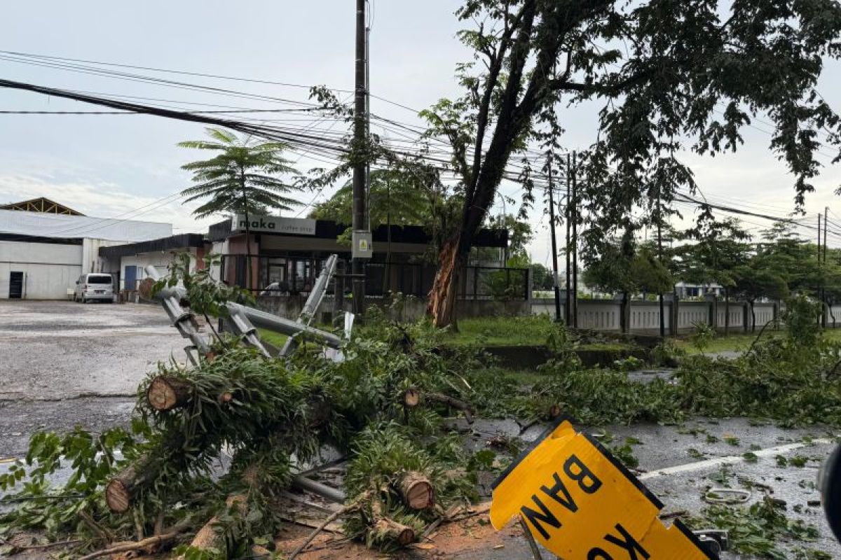 Pohon tumbang di Perintis Kemerdekaan Makassar picu kemacetan