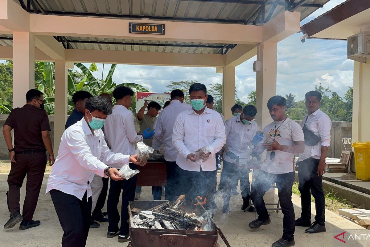 Polisi Papua Barat Daya Musnahkan 7,9 Kg Ganja dari Sindikat PNG