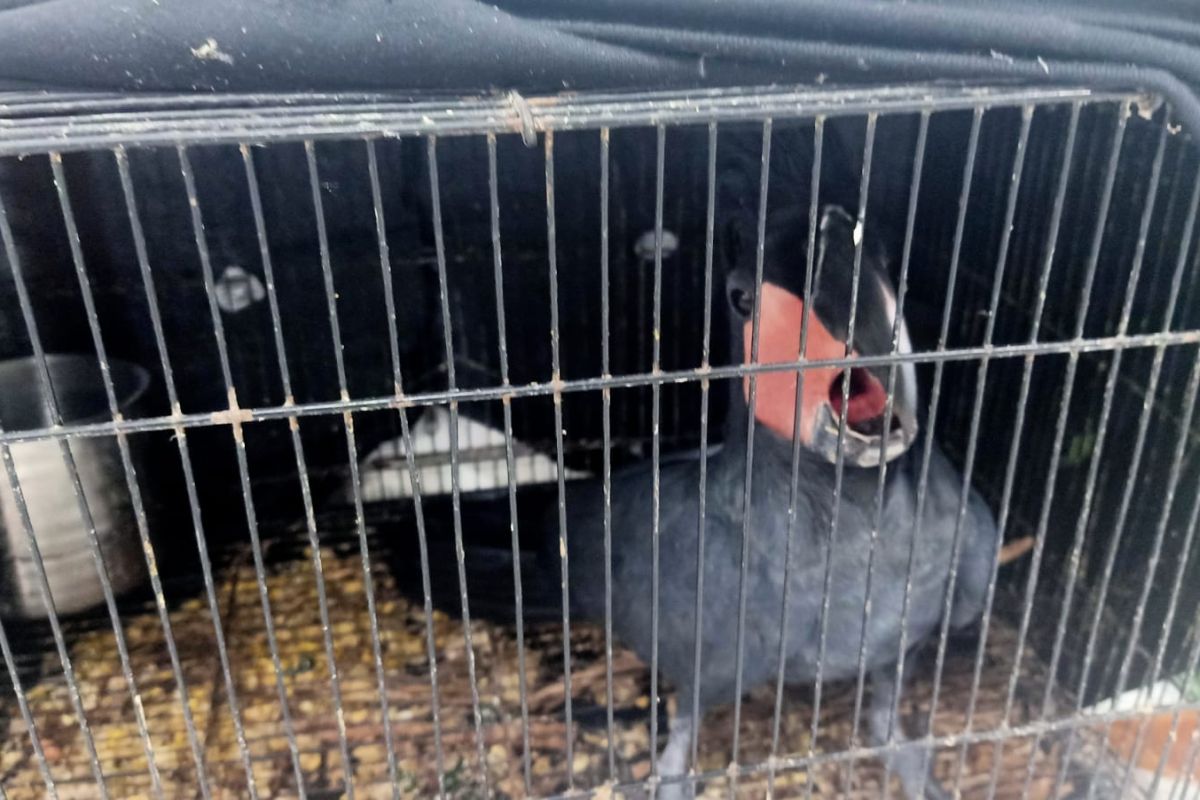 Kemenhut dalami kasus penjualan satwa ke luar negeri dari Sumut & Aceh