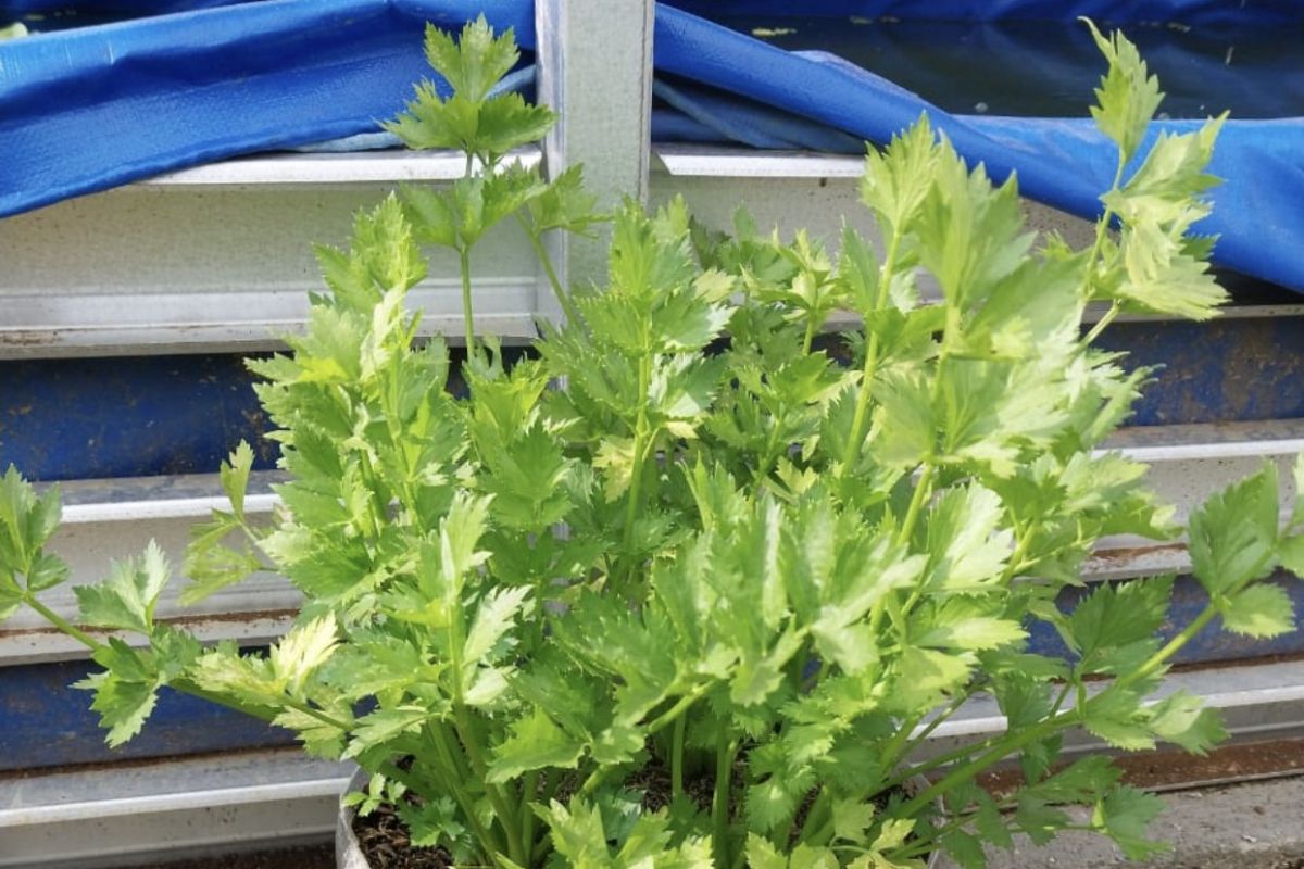 Media sosial jadi referensi utama pelaku swamedikasi