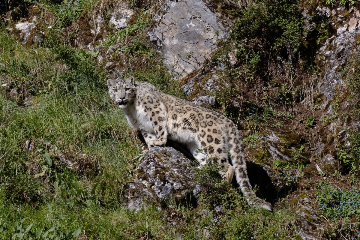 Ilmuwan China usulkan strategi penyelesaian konflik manusia-satwa liar