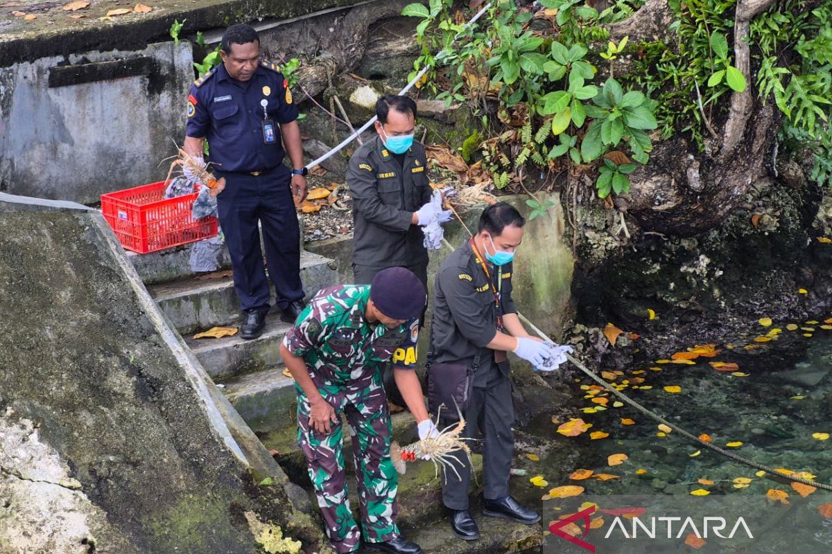 BKHIT Papua Barat lepasliarkan sembilan lobster bertelur di Manokwari