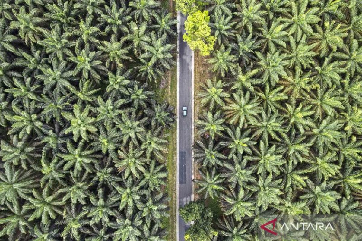 Indonesia pushes cattle-palm integration to cut feed costs