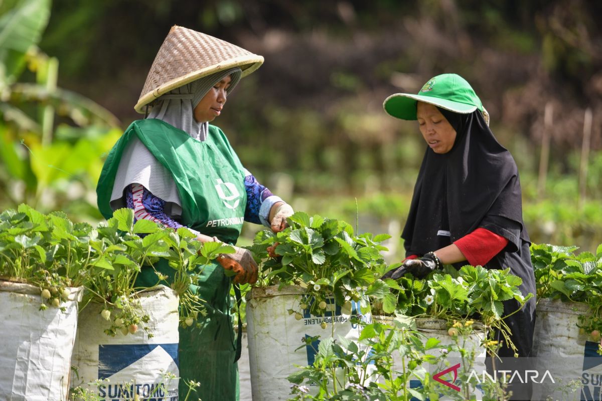 BRIN dorong peran komunitas dalam transformasi pemulihan pascabencana