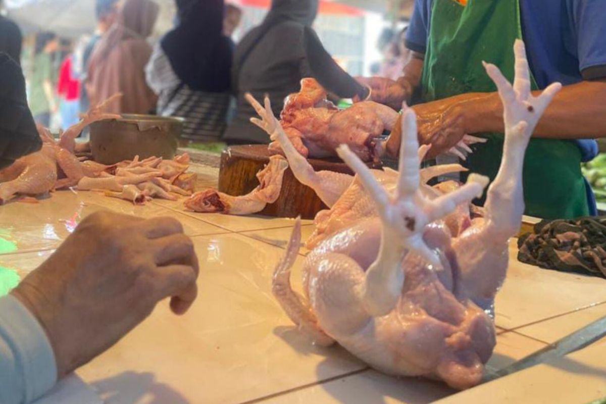 Harga ayam di Jakarta capai Rp40.500/kg