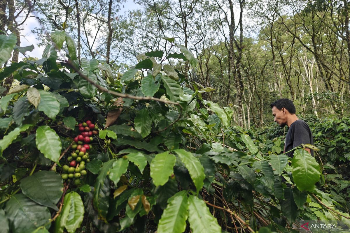 Warga Agusen optimistis pemulihan lahan pertanian segera terealisasi