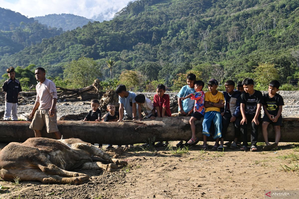 Persiapan tradisi Meugang penyintas bencana di Gayo Lues Aceh