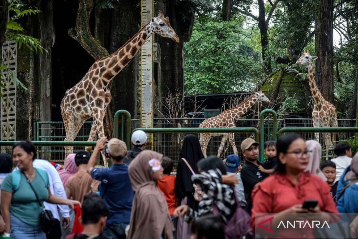 DKI kemarin, ribuan orang kunjungi Ragunan hingga kebakaran di Jakut