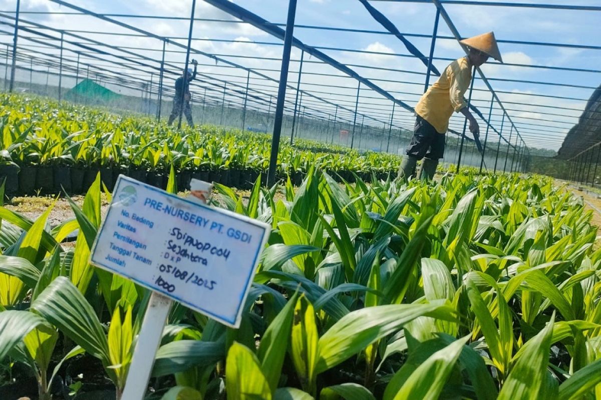 Industri sawit komitmen wujudkan kesetaraan bagi perempuan pekerja