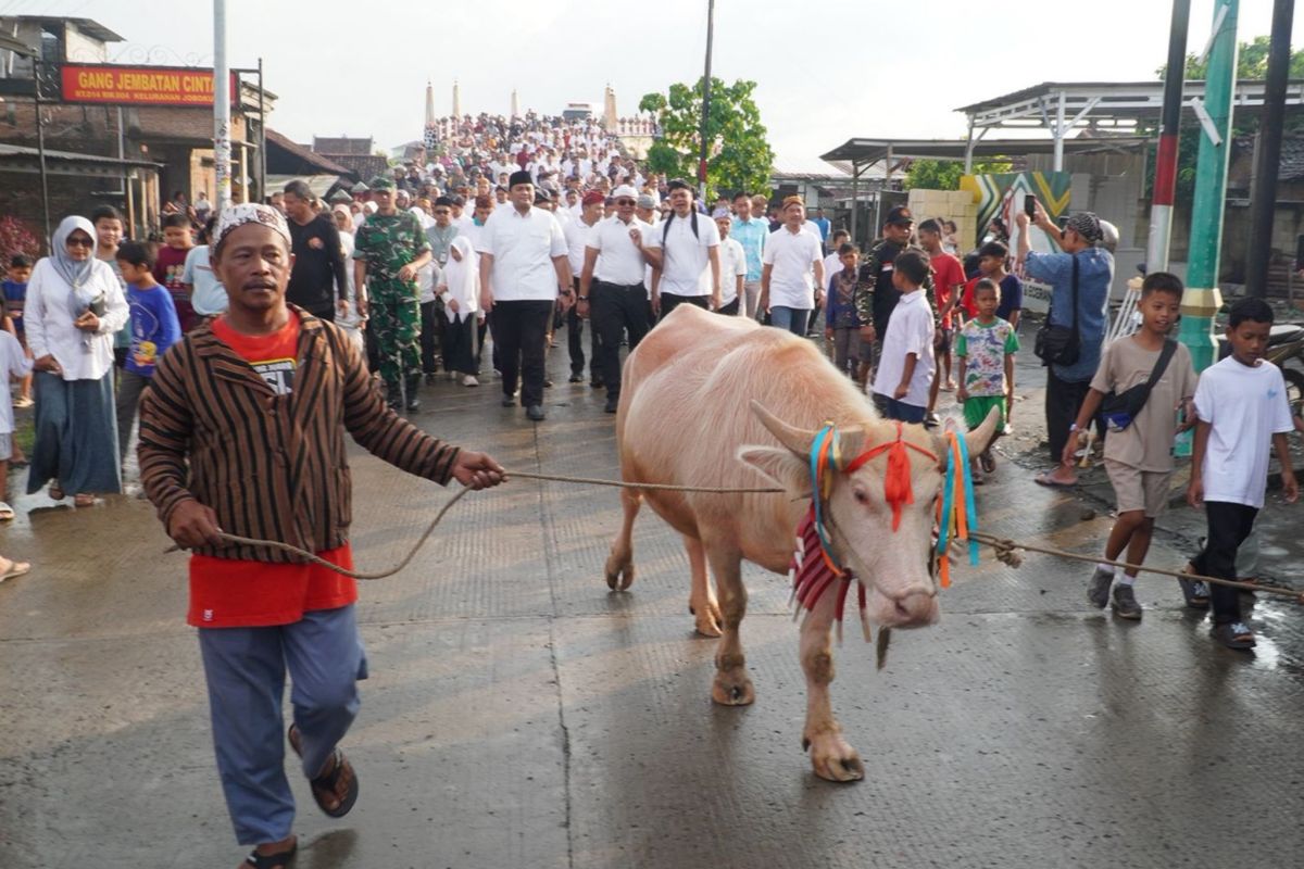Lomban Syawalan Jepara hadirkan kirab kerbau bule, daya tarik wisata