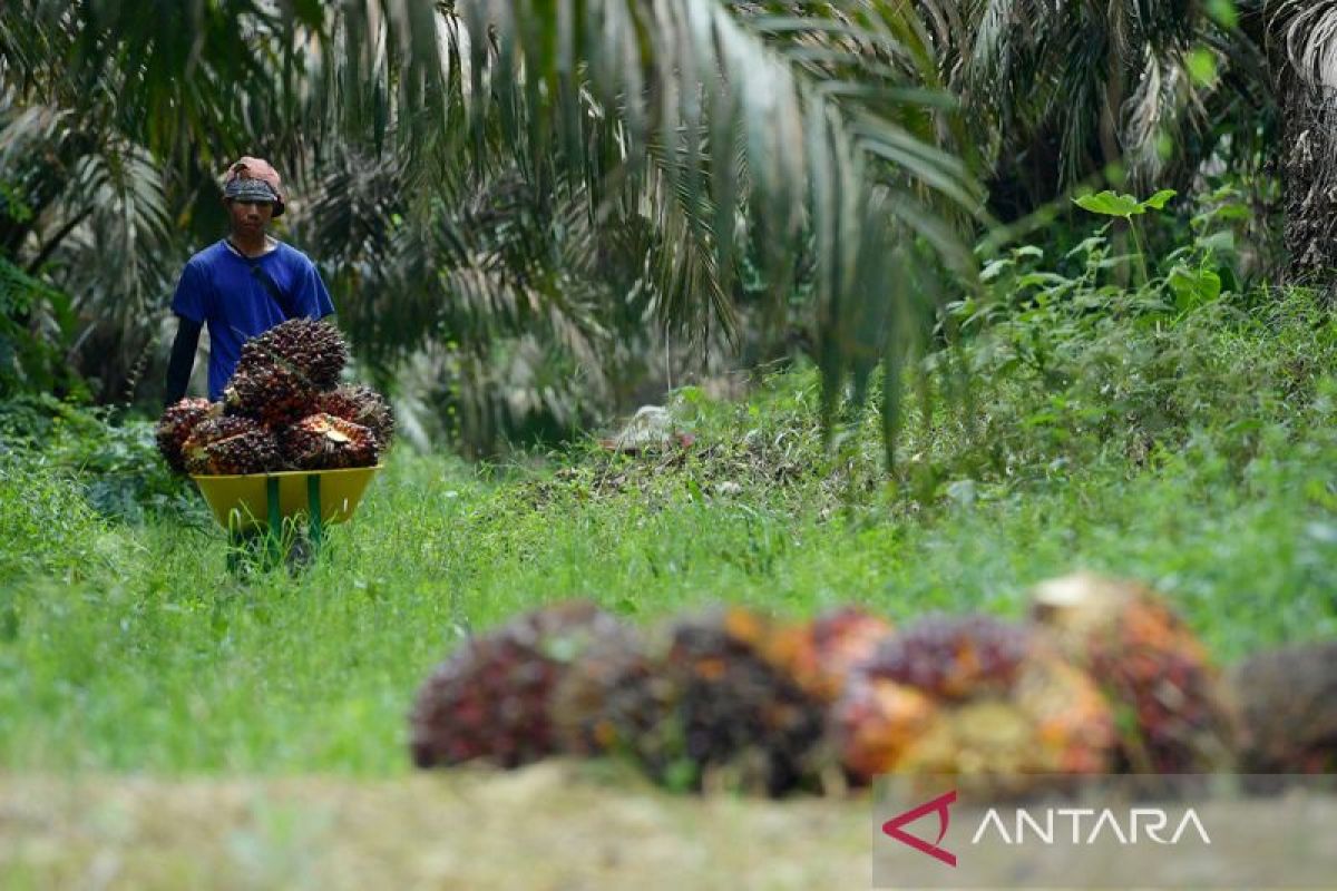 Ekspor CPO Januari 2026 meningkat