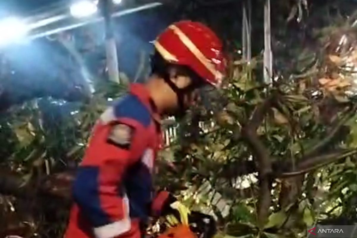 Damkar Jaktim evakuasi pohon tumbang di Ciracas