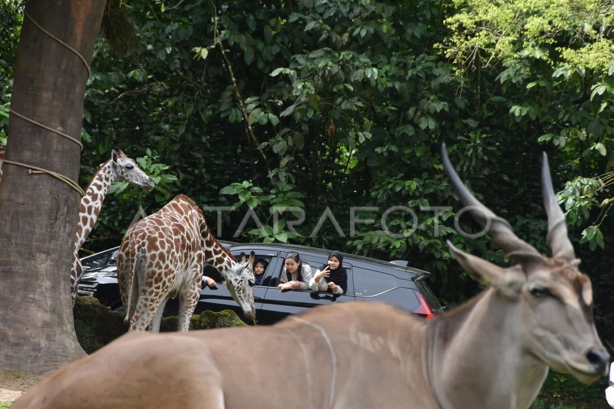 Wisata satwa Taman Safari Bogor saat libur Lebaran