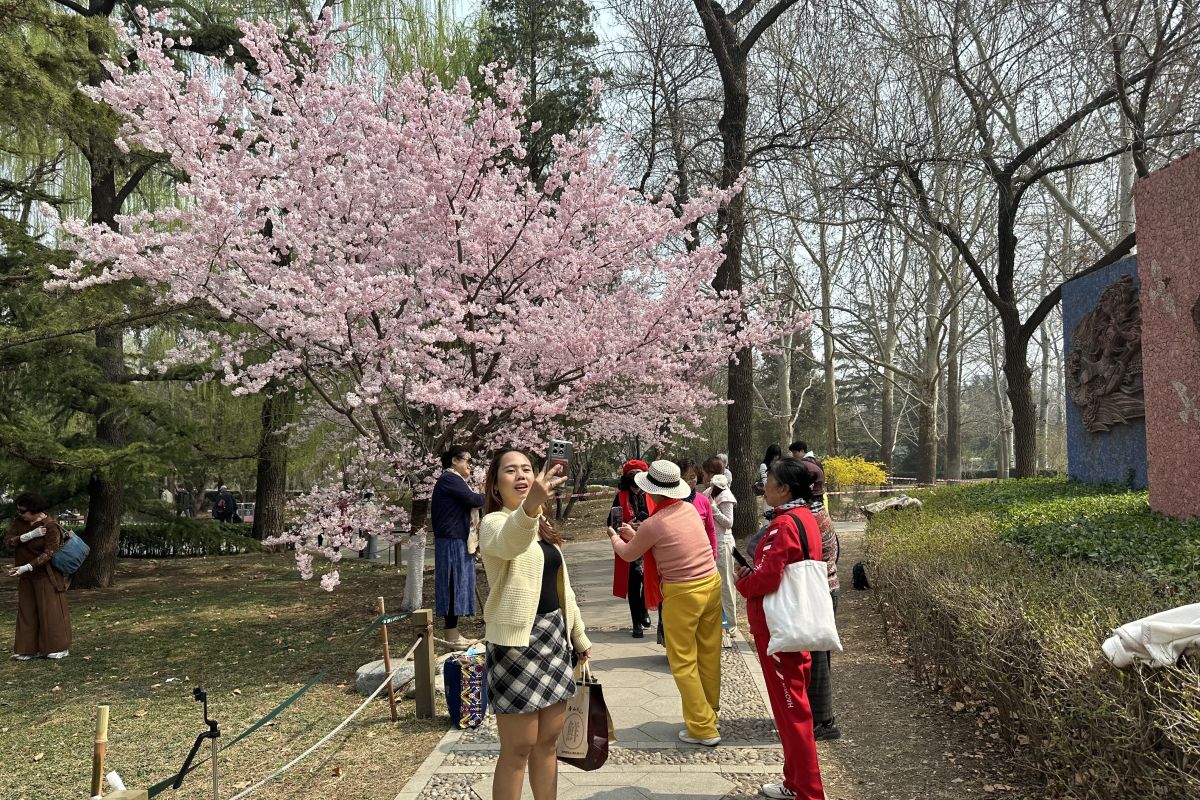 Sakura bermekaran, Taman Yuyuantan di Beijing dipadati wisatawan