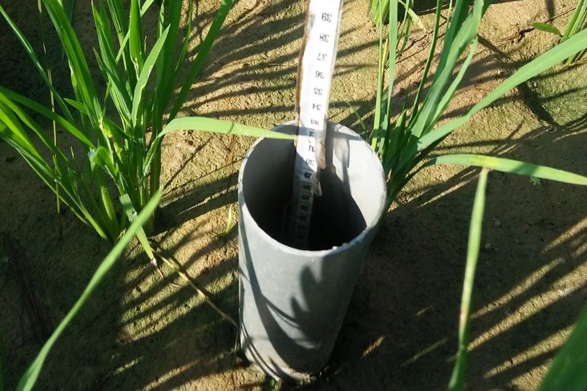 Kementan pakai metode AWD hemat air 20 persen hadapi Godzilla El Nino