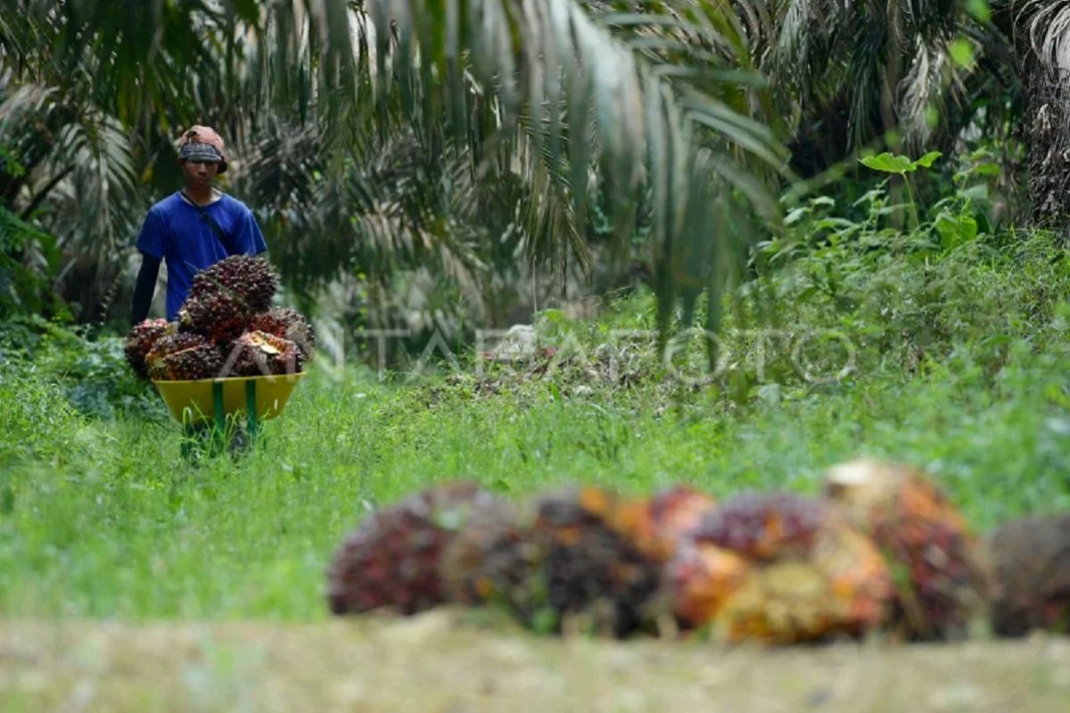 Ekspor CPO Januari 2026 meningkat
