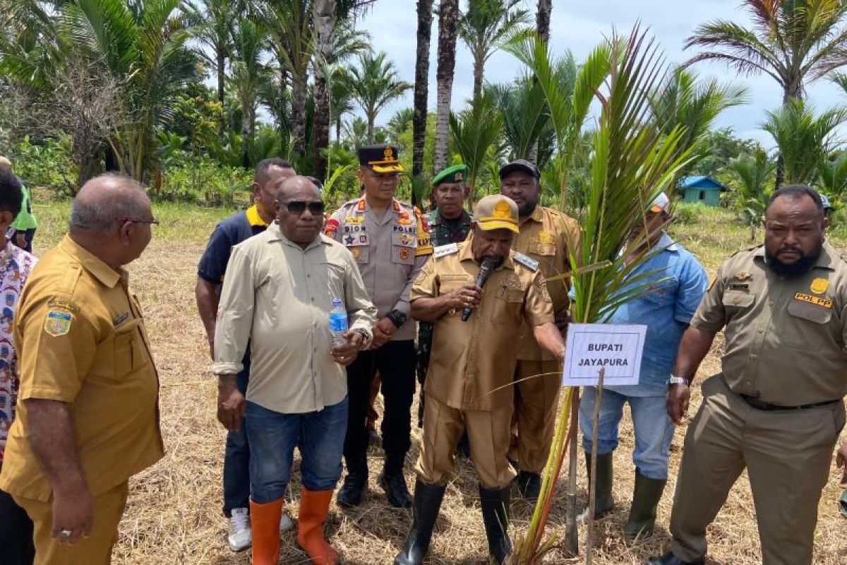 Pemkab Jayapura tidak keluarkan izin PBG di lahan produktif sagu