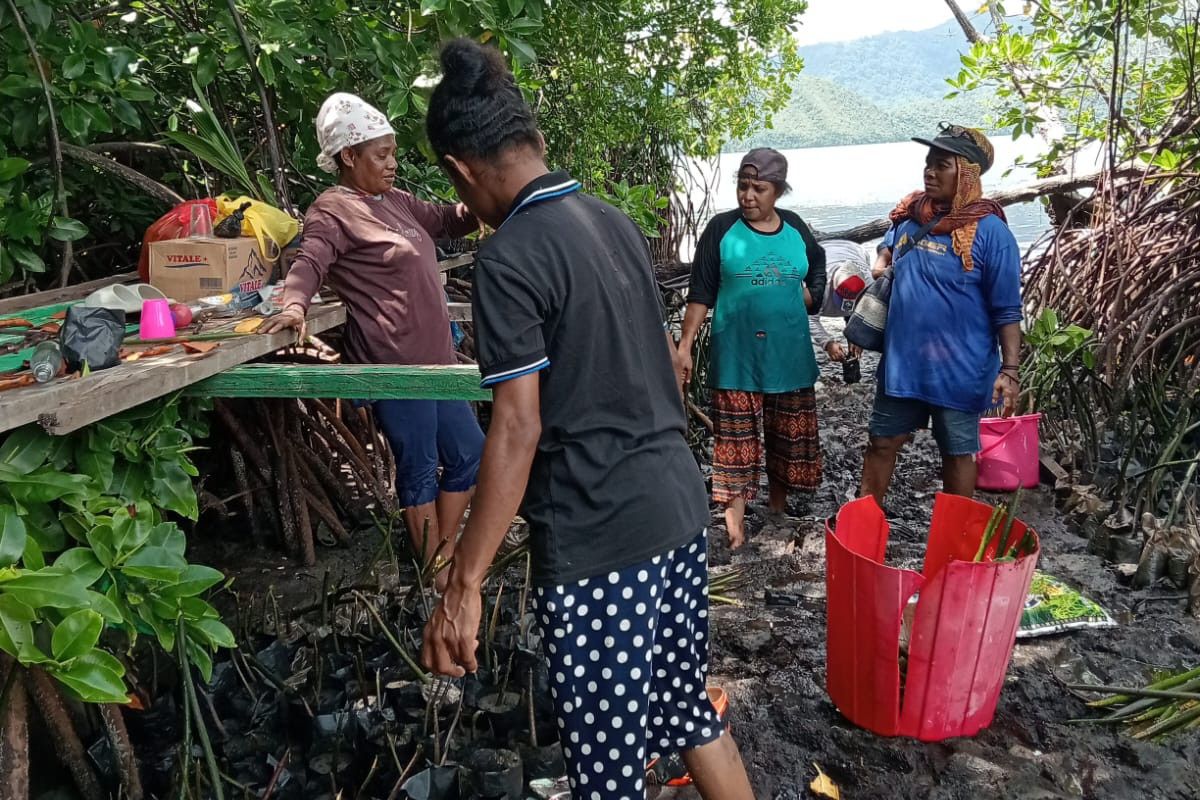 Mama-mama Kampung Enggros penjaga hutan bakau