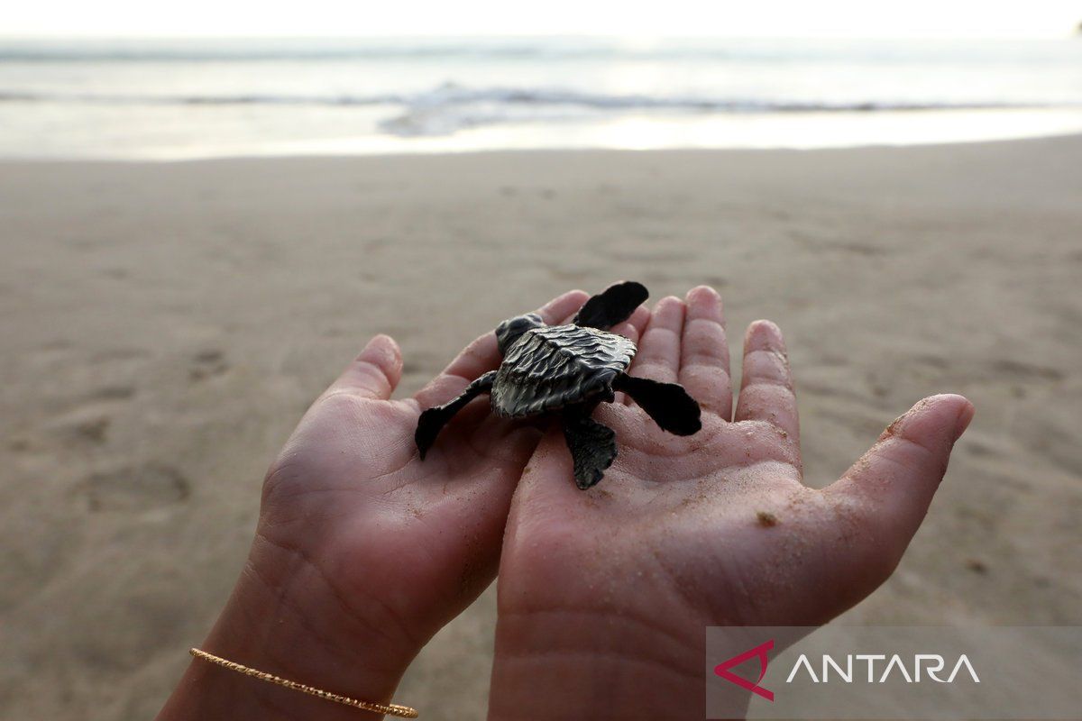 Konservasi penyu, tukik dilepasliarkan di Lampuuk Aceh