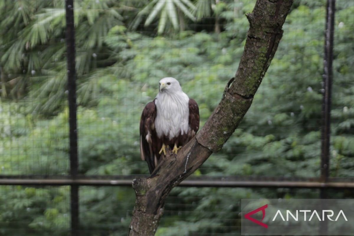 BKSDA buka opsi pindahkan satwa Bandung Zoo ke lembaga konservasi