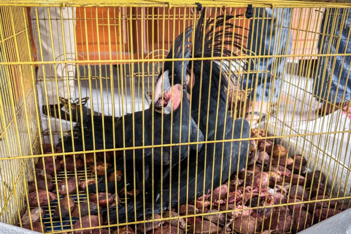Gakkum Kemenhut gagalkan perdagangan burung dilindungi di Sulut