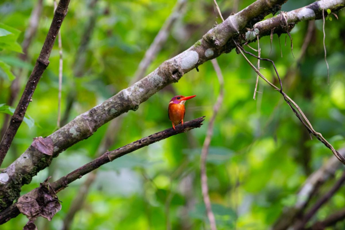 Sulawesi leads Indonesia in endemic bird species