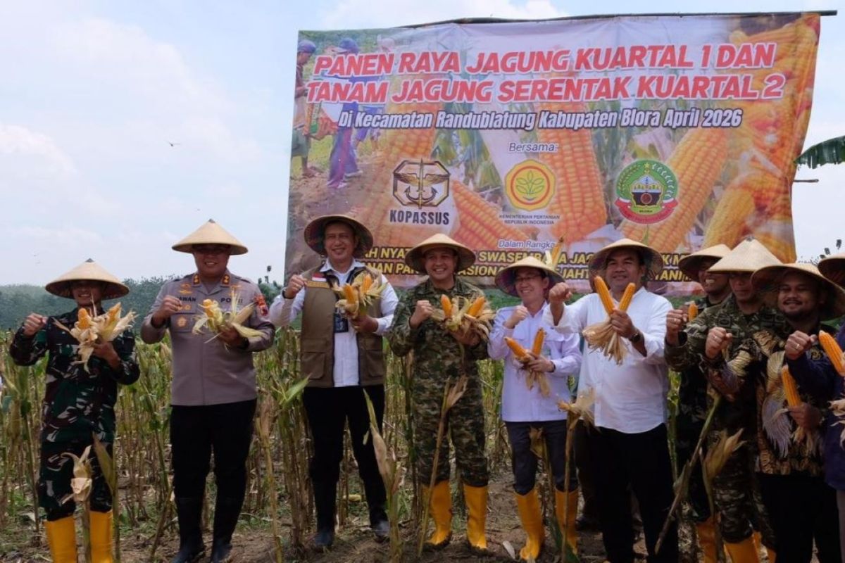 Perum Bulog siap menyerap produksi jagung Kabupaten Blora