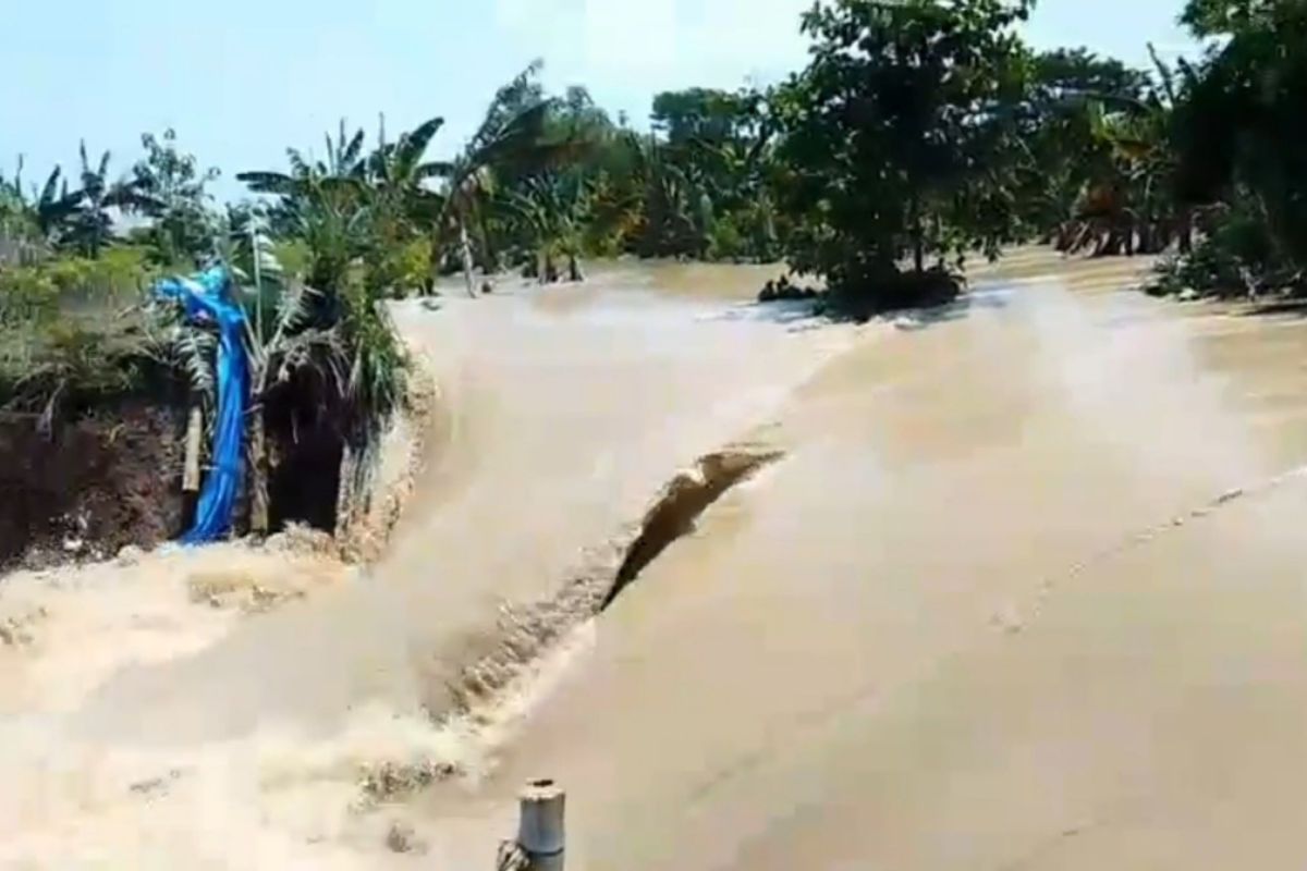 Demak kembali dilanda banjir akibat tanggul Sungai Tuntang jebol