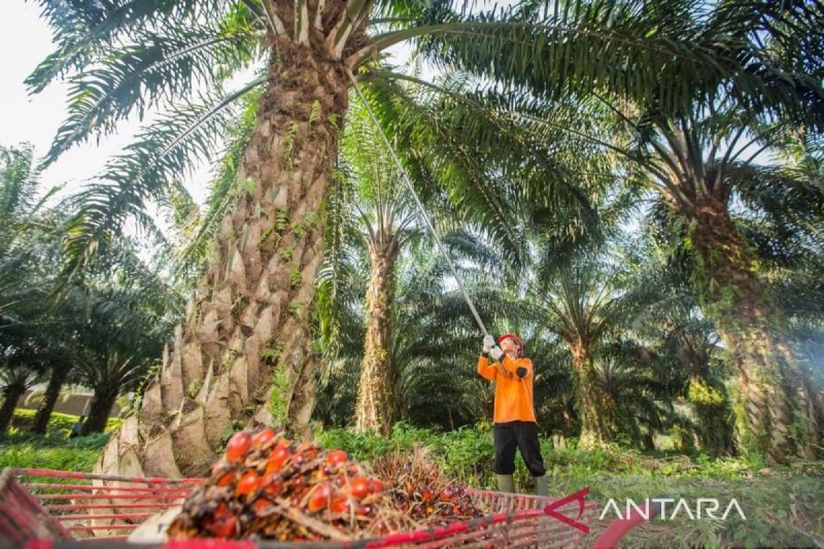 Realisasi Rekomtek PSR Capai 2.287 Ha, PalmCo Lampaui Target Awal Tahun hingga 25%