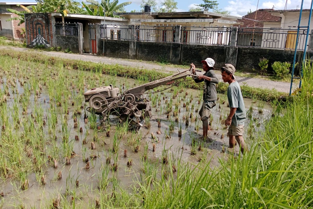 Menepis risau kemarau
