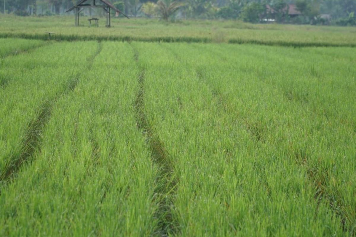 Kementerian PUPR Luncurkan P3TGAI 2026 di 12.000 Lokasi