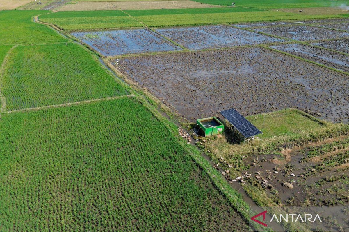 Matahari penjaga swasembada pangan