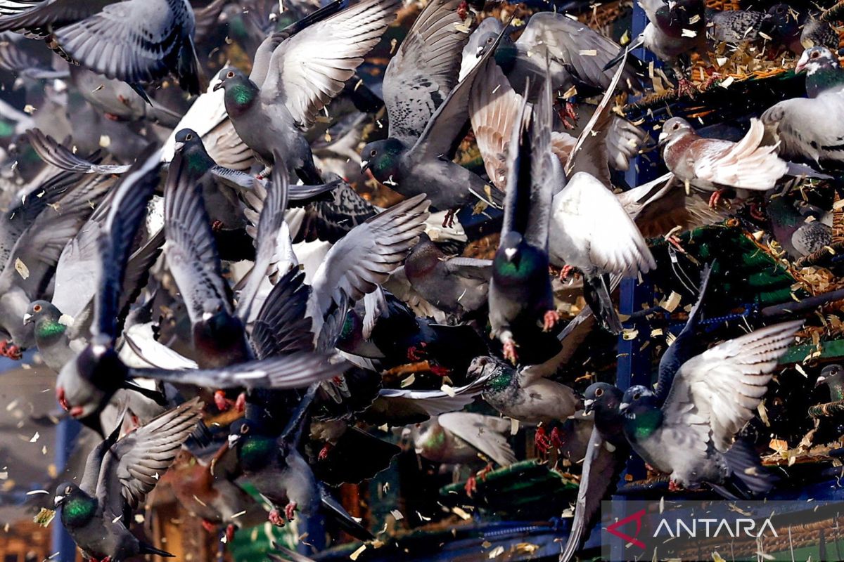 Tradisi akbar Inggris dimulai: pelepasan ribuan merpati di Wetherby tandai pembukaan musim balap
