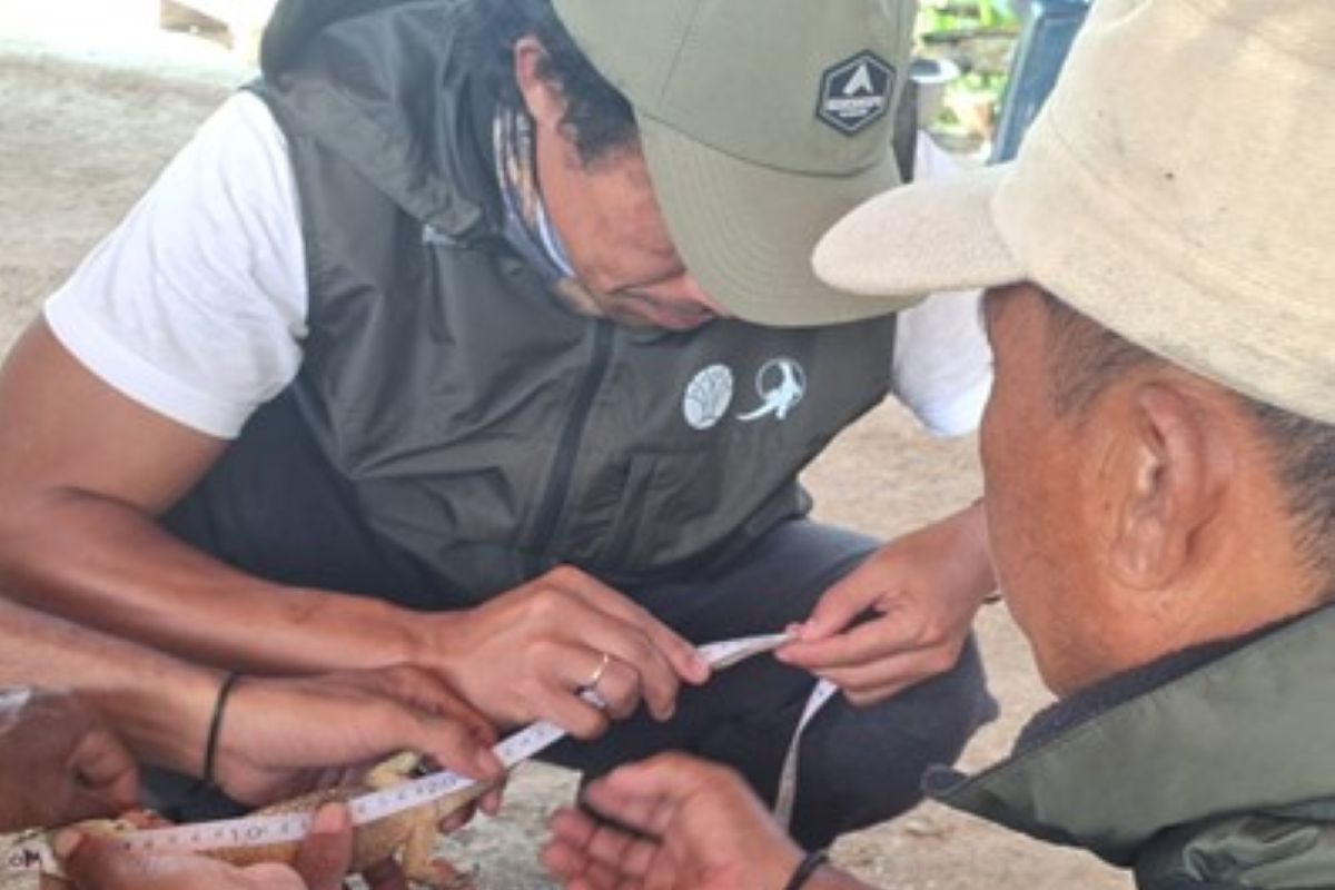BBKSDA NTT melepasliarkan anak Komodo yang masuk pemukiman warga