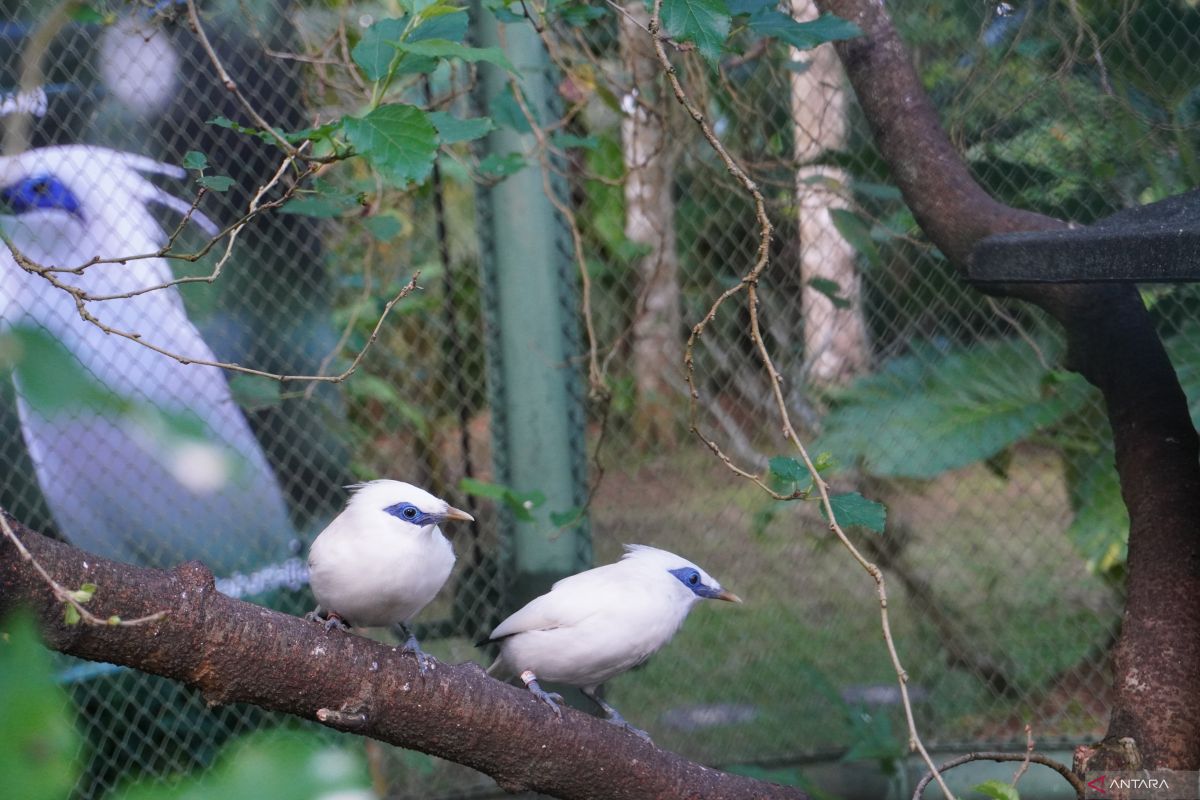 BKSDA Bali lepasliarkan 12 Burung Jalak Bali ke habitat alami