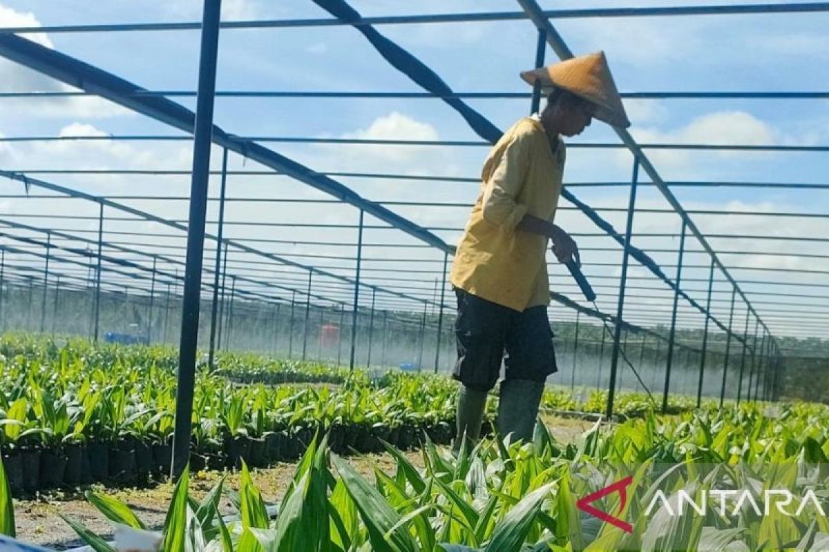 SPKS dorong percepatan PSR untuk perkuat sekor hulu