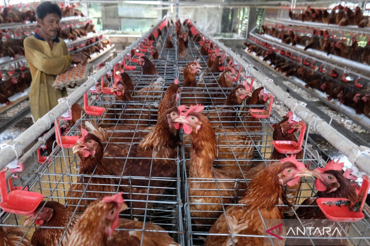 BGN instruksikan SPPG Jatim optimalkan menu telur guna stabilkan harga