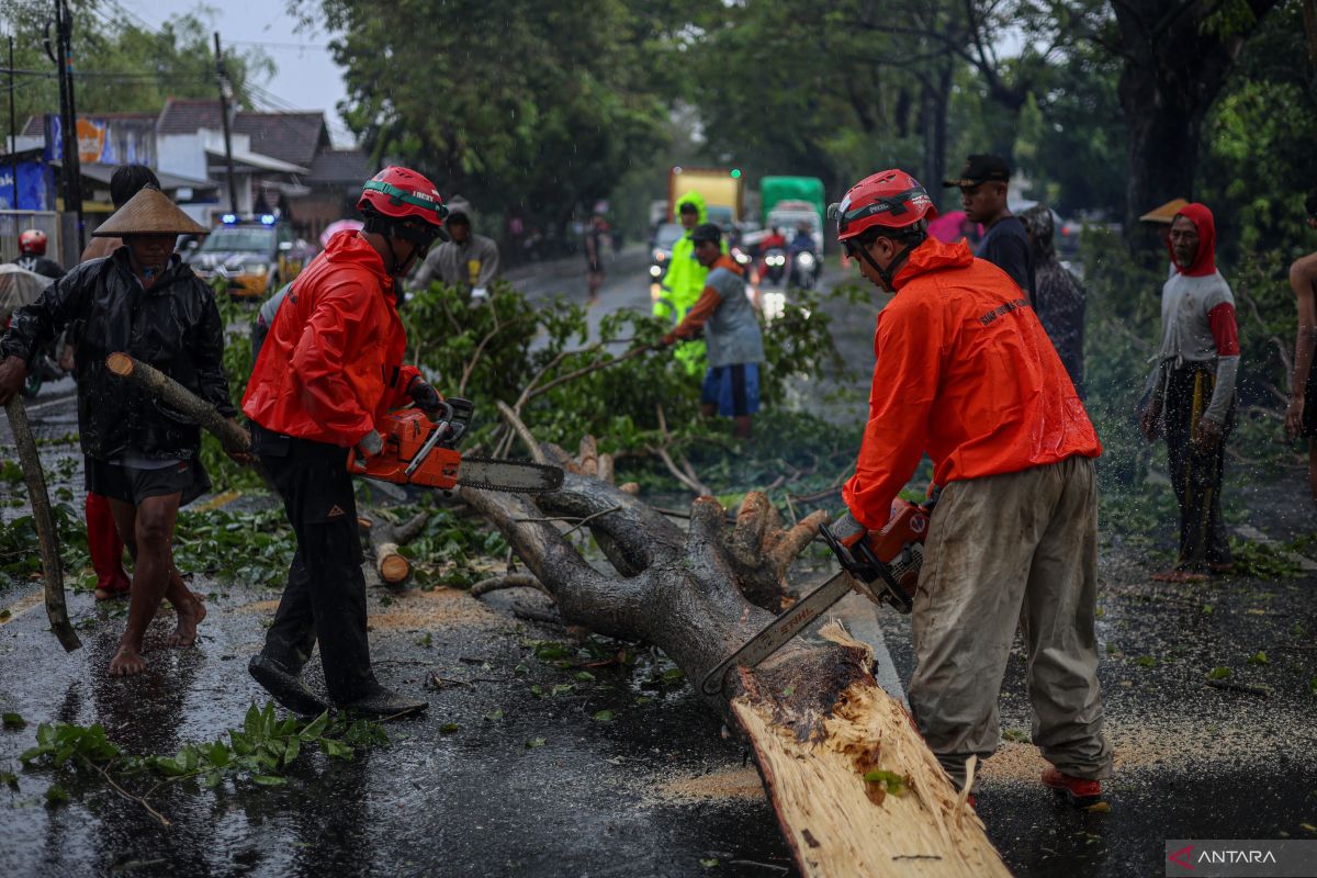 Pohon tumbang akibat cuaca buruk di Nganjuk