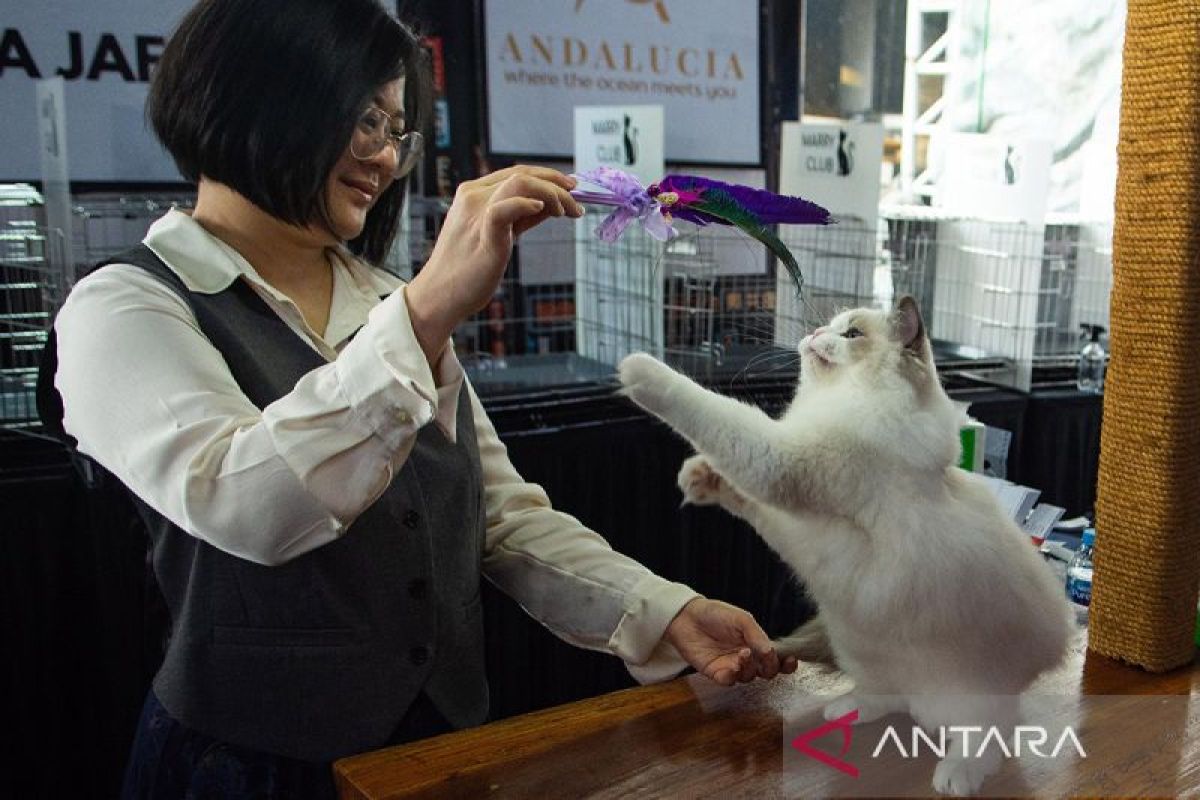 Bukan sekadar cantik, ini kriteria ketat juri internasional dalam menilai kucing ras di Shibuya Catwalk Bandung